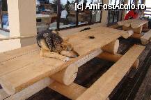 [P09] Un client fidel al locului ... » foto by rodik
 - 
<span class="allrVoted glyphicon glyphicon-heart hidden" id="av52974"></span>
<a class="m-l-10 hidden" id="sv52974" onclick="voting_Foto_DelVot(,52974,4665)" role="button">șterge vot <span class="glyphicon glyphicon-remove"></span></a>
<a id="v952974" class=" c-red"  onclick="voting_Foto_SetVot(52974)" role="button"><span class="glyphicon glyphicon-heart-empty"></span> <b>LIKE</b> = Votează poza</a> <img class="hidden"  id="f52974W9" src="/imagini/loader.gif" border="0" /><span class="AjErrMes hidden" id="e52974ErM"></span>