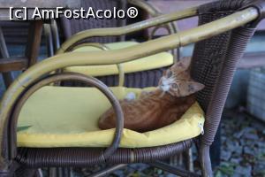 [P07] Un puiuț dulce al străzii relaxându-se la terasă.  » foto by eliseea
 - 
<span class="allrVoted glyphicon glyphicon-heart hidden" id="av780861"></span>
<a class="m-l-10 hidden" id="sv780861" onclick="voting_Foto_DelVot(,780861,4692)" role="button">șterge vot <span class="glyphicon glyphicon-remove"></span></a>
<a id="v9780861" class=" c-red"  onclick="voting_Foto_SetVot(780861)" role="button"><span class="glyphicon glyphicon-heart-empty"></span> <b>LIKE</b> = Votează poza</a> <img class="hidden"  id="f780861W9" src="/imagini/loader.gif" border="0" /><span class="AjErrMes hidden" id="e780861ErM"></span>