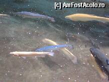 [P10] Excursie TAHTALI / pastravi uriasi » foto by TORA INGRID
 - 
<span class="allrVoted glyphicon glyphicon-heart hidden" id="av199399"></span>
<a class="m-l-10 hidden" id="sv199399" onclick="voting_Foto_DelVot(,199399,4692)" role="button">șterge vot <span class="glyphicon glyphicon-remove"></span></a>
<a id="v9199399" class=" c-red"  onclick="voting_Foto_SetVot(199399)" role="button"><span class="glyphicon glyphicon-heart-empty"></span> <b>LIKE</b> = Votează poza</a> <img class="hidden"  id="f199399W9" src="/imagini/loader.gif" border="0" /><span class="AjErrMes hidden" id="e199399ErM"></span>