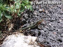 [P05] Excursie TAHTALI / gusterul din poveste » foto by TORA INGRID
 - 
<span class="allrVoted glyphicon glyphicon-heart hidden" id="av199394"></span>
<a class="m-l-10 hidden" id="sv199394" onclick="voting_Foto_DelVot(,199394,4692)" role="button">șterge vot <span class="glyphicon glyphicon-remove"></span></a>
<a id="v9199394" class=" c-red"  onclick="voting_Foto_SetVot(199394)" role="button"><span class="glyphicon glyphicon-heart-empty"></span> <b>LIKE</b> = Votează poza</a> <img class="hidden"  id="f199394W9" src="/imagini/loader.gif" border="0" /><span class="AjErrMes hidden" id="e199394ErM"></span>