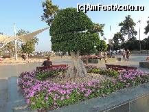 [P11] aleea centrala pe care erau plantati mai multi copaci ornamentali » foto by claudiu 71
 - 
<span class="allrVoted glyphicon glyphicon-heart hidden" id="av463098"></span>
<a class="m-l-10 hidden" id="sv463098" onclick="voting_Foto_DelVot(,463098,4692)" role="button">șterge vot <span class="glyphicon glyphicon-remove"></span></a>
<a id="v9463098" class=" c-red"  onclick="voting_Foto_SetVot(463098)" role="button"><span class="glyphicon glyphicon-heart-empty"></span> <b>LIKE</b> = Votează poza</a> <img class="hidden"  id="f463098W9" src="/imagini/loader.gif" border="0" /><span class="AjErrMes hidden" id="e463098ErM"></span>