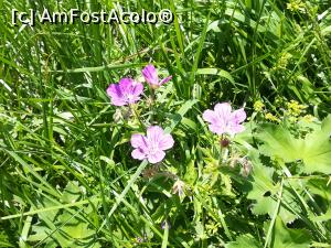 [P42] Garofiță pitică » foto by Mika
 - 
<span class="allrVoted glyphicon glyphicon-heart hidden" id="av1080466"></span>
<a class="m-l-10 hidden" id="sv1080466" onclick="voting_Foto_DelVot(,1080466,4696)" role="button">șterge vot <span class="glyphicon glyphicon-remove"></span></a>
<a id="v91080466" class=" c-red"  onclick="voting_Foto_SetVot(1080466)" role="button"><span class="glyphicon glyphicon-heart-empty"></span> <b>LIKE</b> = Votează poza</a> <img class="hidden"  id="f1080466W9" src="/imagini/loader.gif" border="0" /><span class="AjErrMes hidden" id="e1080466ErM"></span>