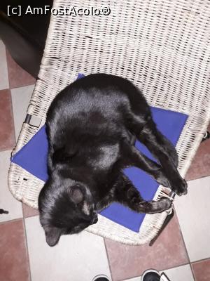 [P24] Inca o negresa » foto by vulpe mihaela
 - 
<span class="allrVoted glyphicon glyphicon-heart hidden" id="av1145576"></span>
<a class="m-l-10 hidden" id="sv1145576" onclick="voting_Foto_DelVot(,1145576,4715)" role="button">șterge vot <span class="glyphicon glyphicon-remove"></span></a>
<a id="v91145576" class=" c-red"  onclick="voting_Foto_SetVot(1145576)" role="button"><span class="glyphicon glyphicon-heart-empty"></span> <b>LIKE</b> = Votează poza</a> <img class="hidden"  id="f1145576W9" src="/imagini/loader.gif" border="0" /><span class="AjErrMes hidden" id="e1145576ErM"></span>