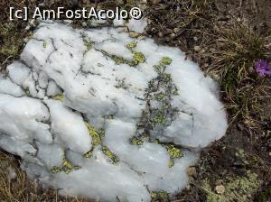 [P26] Iezer Păpușa, alt cristalin » foto by Mioritik
 - 
<span class="allrVoted glyphicon glyphicon-heart hidden" id="av1229472"></span>
<a class="m-l-10 hidden" id="sv1229472" onclick="voting_Foto_DelVot(,1229472,4725)" role="button">șterge vot <span class="glyphicon glyphicon-remove"></span></a>
<a id="v91229472" class=" c-red"  onclick="voting_Foto_SetVot(1229472)" role="button"><span class="glyphicon glyphicon-heart-empty"></span> <b>LIKE</b> = Votează poza</a> <img class="hidden"  id="f1229472W9" src="/imagini/loader.gif" border="0" /><span class="AjErrMes hidden" id="e1229472ErM"></span>