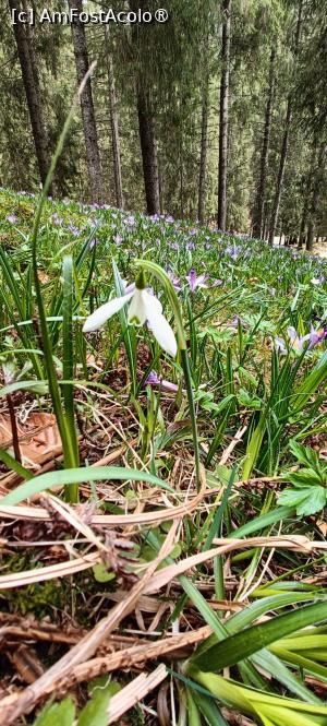 [P17] Și c&acirc;te un ghiocel rătăcit. » foto by tata123 🔱
 - 
<span class="allrVoted glyphicon glyphicon-heart hidden" id="av1422770"></span>
<a class="m-l-10 hidden" id="sv1422770" onclick="voting_Foto_DelVot(,1422770,4725)" role="button">șterge vot <span class="glyphicon glyphicon-remove"></span></a>
<a id="v91422770" class=" c-red"  onclick="voting_Foto_SetVot(1422770)" role="button"><span class="glyphicon glyphicon-heart-empty"></span> <b>LIKE</b> = Votează poza</a> <img class="hidden"  id="f1422770W9" src="/imagini/loader.gif" border="0" /><span class="AjErrMes hidden" id="e1422770ErM"></span>