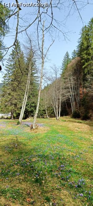 [P05] Apar primele poienițe cu br&acirc;ndușe. » foto by tata123 🔱
 - 
<span class="allrVoted glyphicon glyphicon-heart hidden" id="av1422758"></span>
<a class="m-l-10 hidden" id="sv1422758" onclick="voting_Foto_DelVot(,1422758,4725)" role="button">șterge vot <span class="glyphicon glyphicon-remove"></span></a>
<a id="v91422758" class=" c-red"  onclick="voting_Foto_SetVot(1422758)" role="button"><span class="glyphicon glyphicon-heart-empty"></span> <b>LIKE</b> = Votează poza</a> <img class="hidden"  id="f1422758W9" src="/imagini/loader.gif" border="0" /><span class="AjErrMes hidden" id="e1422758ErM"></span>