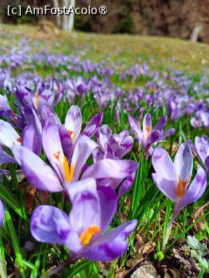 [P06] Br&acirc;ndușe, br&acirc;ndușe... » foto by tata123 🔱
 - 
<span class="allrVoted glyphicon glyphicon-heart hidden" id="av1422759"></span>
<a class="m-l-10 hidden" id="sv1422759" onclick="voting_Foto_DelVot(,1422759,4725)" role="button">șterge vot <span class="glyphicon glyphicon-remove"></span></a>
<a id="v91422759" class=" c-red"  onclick="voting_Foto_SetVot(1422759)" role="button"><span class="glyphicon glyphicon-heart-empty"></span> <b>LIKE</b> = Votează poza</a> <img class="hidden"  id="f1422759W9" src="/imagini/loader.gif" border="0" /><span class="AjErrMes hidden" id="e1422759ErM"></span>