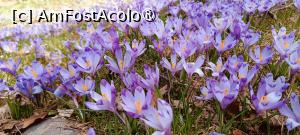 [P07] Br&acirc;ndușe, br&acirc;ndușe... » foto by tata123 🔱
 - 
<span class="allrVoted glyphicon glyphicon-heart hidden" id="av1422760"></span>
<a class="m-l-10 hidden" id="sv1422760" onclick="voting_Foto_DelVot(,1422760,4725)" role="button">șterge vot <span class="glyphicon glyphicon-remove"></span></a>
<a id="v91422760" class=" c-red"  onclick="voting_Foto_SetVot(1422760)" role="button"><span class="glyphicon glyphicon-heart-empty"></span> <b>LIKE</b> = Votează poza</a> <img class="hidden"  id="f1422760W9" src="/imagini/loader.gif" border="0" /><span class="AjErrMes hidden" id="e1422760ErM"></span>