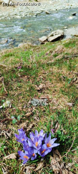 [P08] De strajă pe malul apei... » foto by tata123 🔱
 - 
<span class="allrVoted glyphicon glyphicon-heart hidden" id="av1422761"></span>
<a class="m-l-10 hidden" id="sv1422761" onclick="voting_Foto_DelVot(,1422761,4725)" role="button">șterge vot <span class="glyphicon glyphicon-remove"></span></a>
<a id="v91422761" class=" c-red"  onclick="voting_Foto_SetVot(1422761)" role="button"><span class="glyphicon glyphicon-heart-empty"></span> <b>LIKE</b> = Votează poza</a> <img class="hidden"  id="f1422761W9" src="/imagini/loader.gif" border="0" /><span class="AjErrMes hidden" id="e1422761ErM"></span>