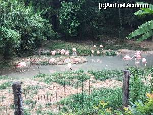 [P45] Zoo Natura Viva » foto by Aurici
 - 
<span class="allrVoted glyphicon glyphicon-heart hidden" id="av673648"></span>
<a class="m-l-10 hidden" id="sv673648" onclick="voting_Foto_DelVot(,673648,4749)" role="button">șterge vot <span class="glyphicon glyphicon-remove"></span></a>
<a id="v9673648" class=" c-red"  onclick="voting_Foto_SetVot(673648)" role="button"><span class="glyphicon glyphicon-heart-empty"></span> <b>LIKE</b> = Votează poza</a> <img class="hidden"  id="f673648W9" src="/imagini/loader.gif" border="0" /><span class="AjErrMes hidden" id="e673648ErM"></span>