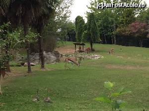 [P51] Safari Park » foto by Aurici
 - 
<span class="allrVoted glyphicon glyphicon-heart hidden" id="av673654"></span>
<a class="m-l-10 hidden" id="sv673654" onclick="voting_Foto_DelVot(,673654,4749)" role="button">șterge vot <span class="glyphicon glyphicon-remove"></span></a>
<a id="v9673654" class=" c-red"  onclick="voting_Foto_SetVot(673654)" role="button"><span class="glyphicon glyphicon-heart-empty"></span> <b>LIKE</b> = Votează poza</a> <img class="hidden"  id="f673654W9" src="/imagini/loader.gif" border="0" /><span class="AjErrMes hidden" id="e673654ErM"></span>