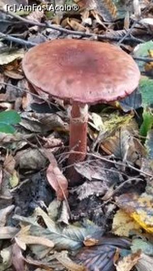 [P02] In drum,  veti intalni si fructele padurii » foto by dorgo
 - 
<span class="allrVoted glyphicon glyphicon-heart hidden" id="av1397580"></span>
<a class="m-l-10 hidden" id="sv1397580" onclick="voting_Foto_DelVot(,1397580,4761)" role="button">șterge vot <span class="glyphicon glyphicon-remove"></span></a>
<a id="v91397580" class=" c-red"  onclick="voting_Foto_SetVot(1397580)" role="button"><span class="glyphicon glyphicon-heart-empty"></span> <b>LIKE</b> = Votează poza</a> <img class="hidden"  id="f1397580W9" src="/imagini/loader.gif" border="0" /><span class="AjErrMes hidden" id="e1397580ErM"></span>