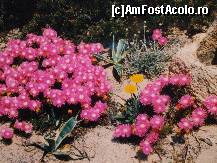 [P04] din locin loc inca se mai putea zarii asa ceva , in mai insa toata insula infloreste » foto by Cristian_h
 - 
<span class="allrVoted glyphicon glyphicon-heart hidden" id="av45825"></span>
<a class="m-l-10 hidden" id="sv45825" onclick="voting_Foto_DelVot(,45825,4809)" role="button">șterge vot <span class="glyphicon glyphicon-remove"></span></a>
<a id="v945825" class=" c-red"  onclick="voting_Foto_SetVot(45825)" role="button"><span class="glyphicon glyphicon-heart-empty"></span> <b>LIKE</b> = Votează poza</a> <img class="hidden"  id="f45825W9" src="/imagini/loader.gif" border="0" /><span class="AjErrMes hidden" id="e45825ErM"></span>