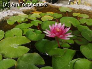 [P02] Micul iaz cu nuferi » foto by Cristian_h
 - 
<span class="allrVoted glyphicon glyphicon-heart hidden" id="av1516774"></span>
<a class="m-l-10 hidden" id="sv1516774" onclick="voting_Foto_DelVot(,1516774,4839)" role="button">șterge vot <span class="glyphicon glyphicon-remove"></span></a>
<a id="v91516774" class=" c-red"  onclick="voting_Foto_SetVot(1516774)" role="button"><span class="glyphicon glyphicon-heart-empty"></span> <b>LIKE</b> = Votează poza</a> <img class="hidden"  id="f1516774W9" src="/imagini/loader.gif" border="0" /><span class="AjErrMes hidden" id="e1516774ErM"></span>