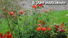 [P07] miresmele imprastiate de flori erau minunate (parca erai in parfumerie) » foto by kelyboy
 - 
<span class="allrVoted glyphicon glyphicon-heart hidden" id="av304238"></span>
<a class="m-l-10 hidden" id="sv304238" onclick="voting_Foto_DelVot(,304238,4842)" role="button">șterge vot <span class="glyphicon glyphicon-remove"></span></a>
<a id="v9304238" class=" c-red"  onclick="voting_Foto_SetVot(304238)" role="button"><span class="glyphicon glyphicon-heart-empty"></span> <b>LIKE</b> = Votează poza</a> <img class="hidden"  id="f304238W9" src="/imagini/loader.gif" border="0" /><span class="AjErrMes hidden" id="e304238ErM"></span>