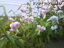 [P19] Frumusetea crinilor de pe aleea de la intrarea in Manastirea Brancoveanu » foto by dananecula*
 - 
<span class="allrVoted glyphicon glyphicon-heart hidden" id="av47212"></span>
<a class="m-l-10 hidden" id="sv47212" onclick="voting_Foto_DelVot(,47212,4844)" role="button">șterge vot <span class="glyphicon glyphicon-remove"></span></a>
<a id="v947212" class=" c-red"  onclick="voting_Foto_SetVot(47212)" role="button"><span class="glyphicon glyphicon-heart-empty"></span> <b>LIKE</b> = Votează poza</a> <img class="hidden"  id="f47212W9" src="/imagini/loader.gif" border="0" /><span class="AjErrMes hidden" id="e47212ErM"></span>