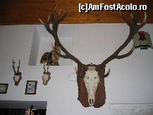 [P10] Trofeele de vanatoare ale gazdei » foto by buburuzica
 - 
<span class="allrVoted glyphicon glyphicon-heart hidden" id="av46785"></span>
<a class="m-l-10 hidden" id="sv46785" onclick="voting_Foto_DelVot(,46785,4853)" role="button">șterge vot <span class="glyphicon glyphicon-remove"></span></a>
<a id="v946785" class=" c-red"  onclick="voting_Foto_SetVot(46785)" role="button"><span class="glyphicon glyphicon-heart-empty"></span> <b>LIKE</b> = Votează poza</a> <img class="hidden"  id="f46785W9" src="/imagini/loader.gif" border="0" /><span class="AjErrMes hidden" id="e46785ErM"></span>