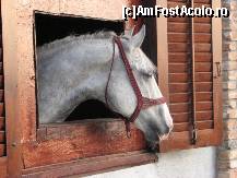 [P04] un lipitan... » foto by buburuzica
 - 
<span class="allrVoted glyphicon glyphicon-heart hidden" id="av46770"></span>
<a class="m-l-10 hidden" id="sv46770" onclick="voting_Foto_DelVot(,46770,4853)" role="button">șterge vot <span class="glyphicon glyphicon-remove"></span></a>
<a id="v946770" class=" c-red"  onclick="voting_Foto_SetVot(46770)" role="button"><span class="glyphicon glyphicon-heart-empty"></span> <b>LIKE</b> = Votează poza</a> <img class="hidden"  id="f46770W9" src="/imagini/loader.gif" border="0" /><span class="AjErrMes hidden" id="e46770ErM"></span>