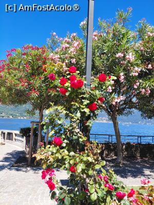 [P03] Colț de Rai în Bellaggio » foto by mnn
 - 
<span class="allrVoted glyphicon glyphicon-heart hidden" id="av1539742"></span>
<a class="m-l-10 hidden" id="sv1539742" onclick="voting_Foto_DelVot(,1539742,4871)" role="button">șterge vot <span class="glyphicon glyphicon-remove"></span></a>
<a id="v91539742" class=" c-red"  onclick="voting_Foto_SetVot(1539742)" role="button"><span class="glyphicon glyphicon-heart-empty"></span> <b>LIKE</b> = Votează poza</a> <img class="hidden"  id="f1539742W9" src="/imagini/loader.gif" border="0" /><span class="AjErrMes hidden" id="e1539742ErM"></span>