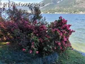 [P04] Culori de vară pe malul lacului Como » foto by mnn
 - 
<span class="allrVoted glyphicon glyphicon-heart hidden" id="av1539743"></span>
<a class="m-l-10 hidden" id="sv1539743" onclick="voting_Foto_DelVot(,1539743,4871)" role="button">șterge vot <span class="glyphicon glyphicon-remove"></span></a>
<a id="v91539743" class=" c-red"  onclick="voting_Foto_SetVot(1539743)" role="button"><span class="glyphicon glyphicon-heart-empty"></span> <b>LIKE</b> = Votează poza</a> <img class="hidden"  id="f1539743W9" src="/imagini/loader.gif" border="0" /><span class="AjErrMes hidden" id="e1539743ErM"></span>