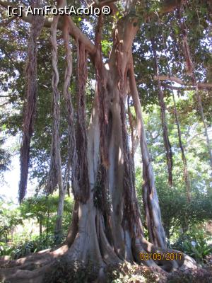 [P11] Gradina botanica - Puerto de la Cruz » foto by felix
 - 
<span class="allrVoted glyphicon glyphicon-heart hidden" id="av863709"></span>
<a class="m-l-10 hidden" id="sv863709" onclick="voting_Foto_DelVot(,863709,4873)" role="button">șterge vot <span class="glyphicon glyphicon-remove"></span></a>
<a id="v9863709" class=" c-red"  onclick="voting_Foto_SetVot(863709)" role="button"><span class="glyphicon glyphicon-heart-empty"></span> <b>LIKE</b> = Votează poza</a> <img class="hidden"  id="f863709W9" src="/imagini/loader.gif" border="0" /><span class="AjErrMes hidden" id="e863709ErM"></span>