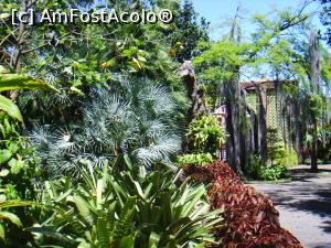 [P12] Gradina botanica - Puerto de la Cruz » foto by felix
 - 
<span class="allrVoted glyphicon glyphicon-heart hidden" id="av863712"></span>
<a class="m-l-10 hidden" id="sv863712" onclick="voting_Foto_DelVot(,863712,4873)" role="button">șterge vot <span class="glyphicon glyphicon-remove"></span></a>
<a id="v9863712" class=" c-red"  onclick="voting_Foto_SetVot(863712)" role="button"><span class="glyphicon glyphicon-heart-empty"></span> <b>LIKE</b> = Votează poza</a> <img class="hidden"  id="f863712W9" src="/imagini/loader.gif" border="0" /><span class="AjErrMes hidden" id="e863712ErM"></span>