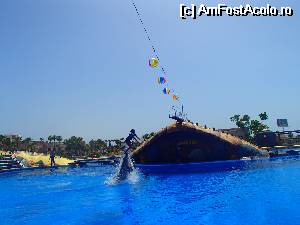 [P03] Aqualand - showul cu delfini - si antrenorii trebuie sa sara pentru a atinge mingiile!  » foto by sunnyday07
 - 
<span class="allrVoted glyphicon glyphicon-heart hidden" id="av509080"></span>
<a class="m-l-10 hidden" id="sv509080" onclick="voting_Foto_DelVot(,509080,4873)" role="button">șterge vot <span class="glyphicon glyphicon-remove"></span></a>
<a id="v9509080" class=" c-red"  onclick="voting_Foto_SetVot(509080)" role="button"><span class="glyphicon glyphicon-heart-empty"></span> <b>LIKE</b> = Votează poza</a> <img class="hidden"  id="f509080W9" src="/imagini/loader.gif" border="0" /><span class="AjErrMes hidden" id="e509080ErM"></span>