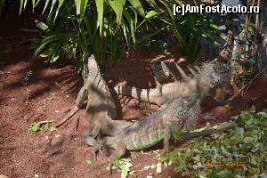 [P16] Aceste reptile sunt lasate liber » foto by marmin
 - 
<span class="allrVoted glyphicon glyphicon-heart hidden" id="av517825"></span>
<a class="m-l-10 hidden" id="sv517825" onclick="voting_Foto_DelVot(,517825,4873)" role="button">șterge vot <span class="glyphicon glyphicon-remove"></span></a>
<a id="v9517825" class=" c-red"  onclick="voting_Foto_SetVot(517825)" role="button"><span class="glyphicon glyphicon-heart-empty"></span> <b>LIKE</b> = Votează poza</a> <img class="hidden"  id="f517825W9" src="/imagini/loader.gif" border="0" /><span class="AjErrMes hidden" id="e517825ErM"></span>