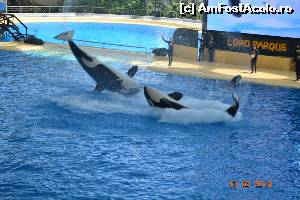 [P20] La Loro Park » foto by marmin
 - 
<span class="allrVoted glyphicon glyphicon-heart hidden" id="av518990"></span>
<a class="m-l-10 hidden" id="sv518990" onclick="voting_Foto_DelVot(,518990,4873)" role="button">șterge vot <span class="glyphicon glyphicon-remove"></span></a>
<a id="v9518990" class=" c-red"  onclick="voting_Foto_SetVot(518990)" role="button"><span class="glyphicon glyphicon-heart-empty"></span> <b>LIKE</b> = Votează poza</a> <img class="hidden"  id="f518990W9" src="/imagini/loader.gif" border="0" /><span class="AjErrMes hidden" id="e518990ErM"></span>