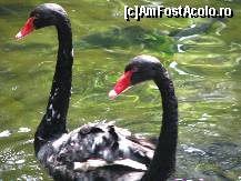 [P17] Jungle Park - pe astea nu le-au mancat:) » foto by gretalc*
 - 
<span class="allrVoted glyphicon glyphicon-heart hidden" id="av119032"></span>
<a class="m-l-10 hidden" id="sv119032" onclick="voting_Foto_DelVot(,119032,4873)" role="button">șterge vot <span class="glyphicon glyphicon-remove"></span></a>
<a id="v9119032" class=" c-red"  onclick="voting_Foto_SetVot(119032)" role="button"><span class="glyphicon glyphicon-heart-empty"></span> <b>LIKE</b> = Votează poza</a> <img class="hidden"  id="f119032W9" src="/imagini/loader.gif" border="0" /><span class="AjErrMes hidden" id="e119032ErM"></span>