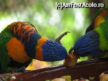 [P19] Jungle Park » foto by gretalc*
 - 
<span class="allrVoted glyphicon glyphicon-heart hidden" id="av119036"></span>
<a class="m-l-10 hidden" id="sv119036" onclick="voting_Foto_DelVot(,119036,4873)" role="button">șterge vot <span class="glyphicon glyphicon-remove"></span></a>
<a id="v9119036" class=" c-red"  onclick="voting_Foto_SetVot(119036)" role="button"><span class="glyphicon glyphicon-heart-empty"></span> <b>LIKE</b> = Votează poza</a> <img class="hidden"  id="f119036W9" src="/imagini/loader.gif" border="0" /><span class="AjErrMes hidden" id="e119036ErM"></span>