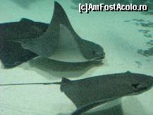 [P22] L'Oro Parque » foto by gretalc*
 - 
<span class="allrVoted glyphicon glyphicon-heart hidden" id="av119040"></span>
<a class="m-l-10 hidden" id="sv119040" onclick="voting_Foto_DelVot(,119040,4873)" role="button">șterge vot <span class="glyphicon glyphicon-remove"></span></a>
<a id="v9119040" class=" c-red"  onclick="voting_Foto_SetVot(119040)" role="button"><span class="glyphicon glyphicon-heart-empty"></span> <b>LIKE</b> = Votează poza</a> <img class="hidden"  id="f119040W9" src="/imagini/loader.gif" border="0" /><span class="AjErrMes hidden" id="e119040ErM"></span>