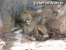 [P29] Jungle Park - Lion King » foto by gretalc*
 - 
<span class="allrVoted glyphicon glyphicon-heart hidden" id="av119053"></span>
<a class="m-l-10 hidden" id="sv119053" onclick="voting_Foto_DelVot(,119053,4873)" role="button">șterge vot <span class="glyphicon glyphicon-remove"></span></a>
<a id="v9119053" class=" c-red"  onclick="voting_Foto_SetVot(119053)" role="button"><span class="glyphicon glyphicon-heart-empty"></span> <b>LIKE</b> = Votează poza</a> <img class="hidden"  id="f119053W9" src="/imagini/loader.gif" border="0" /><span class="AjErrMes hidden" id="e119053ErM"></span>