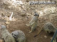 [P33] Jungle Park » foto by gretalc*
 - 
<span class="allrVoted glyphicon glyphicon-heart hidden" id="av119061"></span>
<a class="m-l-10 hidden" id="sv119061" onclick="voting_Foto_DelVot(,119061,4873)" role="button">șterge vot <span class="glyphicon glyphicon-remove"></span></a>
<a id="v9119061" class=" c-red"  onclick="voting_Foto_SetVot(119061)" role="button"><span class="glyphicon glyphicon-heart-empty"></span> <b>LIKE</b> = Votează poza</a> <img class="hidden"  id="f119061W9" src="/imagini/loader.gif" border="0" /><span class="AjErrMes hidden" id="e119061ErM"></span>