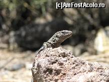 [P35] locuitorii vulcanului » foto by gretalc*
 - 
<span class="allrVoted glyphicon glyphicon-heart hidden" id="av119065"></span>
<a class="m-l-10 hidden" id="sv119065" onclick="voting_Foto_DelVot(,119065,4873)" role="button">șterge vot <span class="glyphicon glyphicon-remove"></span></a>
<a id="v9119065" class=" c-red"  onclick="voting_Foto_SetVot(119065)" role="button"><span class="glyphicon glyphicon-heart-empty"></span> <b>LIKE</b> = Votează poza</a> <img class="hidden"  id="f119065W9" src="/imagini/loader.gif" border="0" /><span class="AjErrMes hidden" id="e119065ErM"></span>