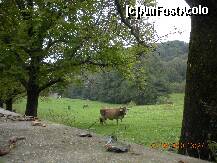 [P24] De-o parte si de alta a drumului se afla pasuni » foto by verobutterfly
 - 
<span class="allrVoted glyphicon glyphicon-heart hidden" id="av147027"></span>
<a class="m-l-10 hidden" id="sv147027" onclick="voting_Foto_DelVot(,147027,4898)" role="button">șterge vot <span class="glyphicon glyphicon-remove"></span></a>
<a id="v9147027" class=" c-red"  onclick="voting_Foto_SetVot(147027)" role="button"><span class="glyphicon glyphicon-heart-empty"></span> <b>LIKE</b> = Votează poza</a> <img class="hidden"  id="f147027W9" src="/imagini/loader.gif" border="0" /><span class="AjErrMes hidden" id="e147027ErM"></span>