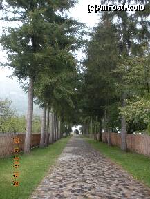 [P52] drumul strajuit de brazi spre manastire » foto by verobutterfly
 - 
<span class="allrVoted glyphicon glyphicon-heart hidden" id="av147070"></span>
<a class="m-l-10 hidden" id="sv147070" onclick="voting_Foto_DelVot(,147070,4898)" role="button">șterge vot <span class="glyphicon glyphicon-remove"></span></a>
<a id="v9147070" class=" c-red"  onclick="voting_Foto_SetVot(147070)" role="button"><span class="glyphicon glyphicon-heart-empty"></span> <b>LIKE</b> = Votează poza</a> <img class="hidden"  id="f147070W9" src="/imagini/loader.gif" border="0" /><span class="AjErrMes hidden" id="e147070ErM"></span>