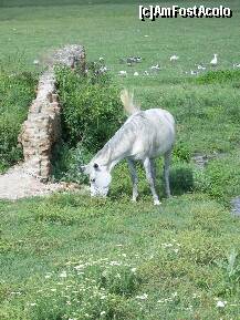 [P09] Manastirea Hotarani - Ruinele zidului de incinta, latura sudica. » foto by iulianic
 - 
<span class="allrVoted glyphicon glyphicon-heart hidden" id="av245656"></span>
<a class="m-l-10 hidden" id="sv245656" onclick="voting_Foto_DelVot(,245656,4898)" role="button">șterge vot <span class="glyphicon glyphicon-remove"></span></a>
<a id="v9245656" class=" c-red"  onclick="voting_Foto_SetVot(245656)" role="button"><span class="glyphicon glyphicon-heart-empty"></span> <b>LIKE</b> = Votează poza</a> <img class="hidden"  id="f245656W9" src="/imagini/loader.gif" border="0" /><span class="AjErrMes hidden" id="e245656ErM"></span>