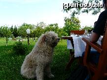[P17] Un coltisor din curtea pensiunii Casa Bella si catelul aferent :) » foto by iuliaen
 - 
<span class="allrVoted glyphicon glyphicon-heart hidden" id="av208113"></span>
<a class="m-l-10 hidden" id="sv208113" onclick="voting_Foto_DelVot(,208113,4898)" role="button">șterge vot <span class="glyphicon glyphicon-remove"></span></a>
<a id="v9208113" class=" c-red"  onclick="voting_Foto_SetVot(208113)" role="button"><span class="glyphicon glyphicon-heart-empty"></span> <b>LIKE</b> = Votează poza</a> <img class="hidden"  id="f208113W9" src="/imagini/loader.gif" border="0" /><span class="AjErrMes hidden" id="e208113ErM"></span>