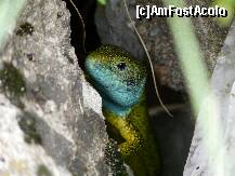 [P20] Fauna in Cheile Sohodolului :) » foto by iuliaen
 - 
<span class="allrVoted glyphicon glyphicon-heart hidden" id="av208116"></span>
<a class="m-l-10 hidden" id="sv208116" onclick="voting_Foto_DelVot(,208116,4898)" role="button">șterge vot <span class="glyphicon glyphicon-remove"></span></a>
<a id="v9208116" class=" c-red"  onclick="voting_Foto_SetVot(208116)" role="button"><span class="glyphicon glyphicon-heart-empty"></span> <b>LIKE</b> = Votează poza</a> <img class="hidden"  id="f208116W9" src="/imagini/loader.gif" border="0" /><span class="AjErrMes hidden" id="e208116ErM"></span>