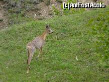 [P25] Caprioara » foto by iuliaen
 - 
<span class="allrVoted glyphicon glyphicon-heart hidden" id="av208121"></span>
<a class="m-l-10 hidden" id="sv208121" onclick="voting_Foto_DelVot(,208121,4898)" role="button">șterge vot <span class="glyphicon glyphicon-remove"></span></a>
<a id="v9208121" class=" c-red"  onclick="voting_Foto_SetVot(208121)" role="button"><span class="glyphicon glyphicon-heart-empty"></span> <b>LIKE</b> = Votează poza</a> <img class="hidden"  id="f208121W9" src="/imagini/loader.gif" border="0" /><span class="AjErrMes hidden" id="e208121ErM"></span>