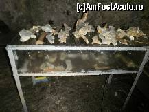 [P57] Resturi ale ursului de pestera. » foto by Floria
 - 
<span class="allrVoted glyphicon glyphicon-heart hidden" id="av300083"></span>
<a class="m-l-10 hidden" id="sv300083" onclick="voting_Foto_DelVot(,300083,4898)" role="button">șterge vot <span class="glyphicon glyphicon-remove"></span></a>
<a id="v9300083" class=" c-red"  onclick="voting_Foto_SetVot(300083)" role="button"><span class="glyphicon glyphicon-heart-empty"></span> <b>LIKE</b> = Votează poza</a> <img class="hidden"  id="f300083W9" src="/imagini/loader.gif" border="0" /><span class="AjErrMes hidden" id="e300083ErM"></span>