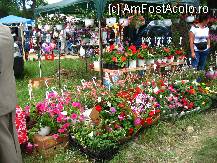 [P06] Floricele pe campii, hai sa le-adunam copii » foto by Nobodyforever
 - 
<span class="allrVoted glyphicon glyphicon-heart hidden" id="av215694"></span>
<a class="m-l-10 hidden" id="sv215694" onclick="voting_Foto_DelVot(,215694,4898)" role="button">șterge vot <span class="glyphicon glyphicon-remove"></span></a>
<a id="v9215694" class=" c-red"  onclick="voting_Foto_SetVot(215694)" role="button"><span class="glyphicon glyphicon-heart-empty"></span> <b>LIKE</b> = Votează poza</a> <img class="hidden"  id="f215694W9" src="/imagini/loader.gif" border="0" /><span class="AjErrMes hidden" id="e215694ErM"></span>