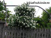 [P01] Majoritatea caselor din zona aveau curtile impodobite cu iasomie (Jasminum officinale) » foto by ancamariagadea*
 - 
<span class="allrVoted glyphicon glyphicon-heart hidden" id="av77809"></span>
<a class="m-l-10 hidden" id="sv77809" onclick="voting_Foto_DelVot(,77809,4898)" role="button">șterge vot <span class="glyphicon glyphicon-remove"></span></a>
<a id="v977809" class=" c-red"  onclick="voting_Foto_SetVot(77809)" role="button"><span class="glyphicon glyphicon-heart-empty"></span> <b>LIKE</b> = Votează poza</a> <img class="hidden"  id="f77809W9" src="/imagini/loader.gif" border="0" /><span class="AjErrMes hidden" id="e77809ErM"></span>