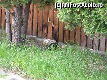 [P33] Veverita de la Manastirea Polovragi » foto by ancamariagadea*
 - 
<span class="allrVoted glyphicon glyphicon-heart hidden" id="av77868"></span>
<a class="m-l-10 hidden" id="sv77868" onclick="voting_Foto_DelVot(,77868,4898)" role="button">șterge vot <span class="glyphicon glyphicon-remove"></span></a>
<a id="v977868" class=" c-red"  onclick="voting_Foto_SetVot(77868)" role="button"><span class="glyphicon glyphicon-heart-empty"></span> <b>LIKE</b> = Votează poza</a> <img class="hidden"  id="f77868W9" src="/imagini/loader.gif" border="0" /><span class="AjErrMes hidden" id="e77868ErM"></span>