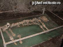 [P43] Schelet de urs la Pestera Muierii » foto by ancamariagadea*
 - 
<span class="allrVoted glyphicon glyphicon-heart hidden" id="av77901"></span>
<a class="m-l-10 hidden" id="sv77901" onclick="voting_Foto_DelVot(,77901,4898)" role="button">șterge vot <span class="glyphicon glyphicon-remove"></span></a>
<a id="v977901" class=" c-red"  onclick="voting_Foto_SetVot(77901)" role="button"><span class="glyphicon glyphicon-heart-empty"></span> <b>LIKE</b> = Votează poza</a> <img class="hidden"  id="f77901W9" src="/imagini/loader.gif" border="0" /><span class="AjErrMes hidden" id="e77901ErM"></span>