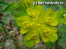 [P16] Admirand frumusetea florei. » foto by vtudor58
 - 
<span class="allrVoted glyphicon glyphicon-heart hidden" id="av79323"></span>
<a class="m-l-10 hidden" id="sv79323" onclick="voting_Foto_DelVot(,79323,4898)" role="button">șterge vot <span class="glyphicon glyphicon-remove"></span></a>
<a id="v979323" class=" c-red"  onclick="voting_Foto_SetVot(79323)" role="button"><span class="glyphicon glyphicon-heart-empty"></span> <b>LIKE</b> = Votează poza</a> <img class="hidden"  id="f79323W9" src="/imagini/loader.gif" border="0" /><span class="AjErrMes hidden" id="e79323ErM"></span>