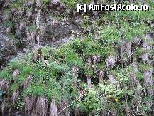 [P05] Vegetatia de pe versant. » foto by vtudor58
 - 
<span class="allrVoted glyphicon glyphicon-heart hidden" id="av79311"></span>
<a class="m-l-10 hidden" id="sv79311" onclick="voting_Foto_DelVot(,79311,4898)" role="button">șterge vot <span class="glyphicon glyphicon-remove"></span></a>
<a id="v979311" class=" c-red"  onclick="voting_Foto_SetVot(79311)" role="button"><span class="glyphicon glyphicon-heart-empty"></span> <b>LIKE</b> = Votează poza</a> <img class="hidden"  id="f79311W9" src="/imagini/loader.gif" border="0" /><span class="AjErrMes hidden" id="e79311ErM"></span>