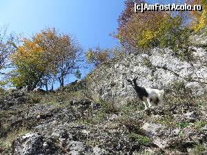 [P08] Un musafir curios...  » foto by tata123 🔱
 - 
<span class="allrVoted glyphicon glyphicon-heart hidden" id="av602767"></span>
<a class="m-l-10 hidden" id="sv602767" onclick="voting_Foto_DelVot(,602767,4898)" role="button">șterge vot <span class="glyphicon glyphicon-remove"></span></a>
<a id="v9602767" class=" c-red"  onclick="voting_Foto_SetVot(602767)" role="button"><span class="glyphicon glyphicon-heart-empty"></span> <b>LIKE</b> = Votează poza</a> <img class="hidden"  id="f602767W9" src="/imagini/loader.gif" border="0" /><span class="AjErrMes hidden" id="e602767ErM"></span>