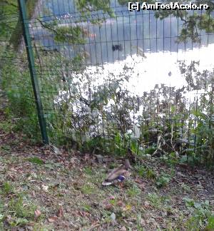 [P04] O rățușcă rătăcită. Dar, nu vă faceți griji. A zburat peste gard înapoi la suratele ei de pe Lacul Ursu.  » foto by izabiza
 - 
<span class="allrVoted glyphicon glyphicon-heart hidden" id="av672731"></span>
<a class="m-l-10 hidden" id="sv672731" onclick="voting_Foto_DelVot(,672731,4909)" role="button">șterge vot <span class="glyphicon glyphicon-remove"></span></a>
<a id="v9672731" class=" c-red"  onclick="voting_Foto_SetVot(672731)" role="button"><span class="glyphicon glyphicon-heart-empty"></span> <b>LIKE</b> = Votează poza</a> <img class="hidden"  id="f672731W9" src="/imagini/loader.gif" border="0" /><span class="AjErrMes hidden" id="e672731ErM"></span>